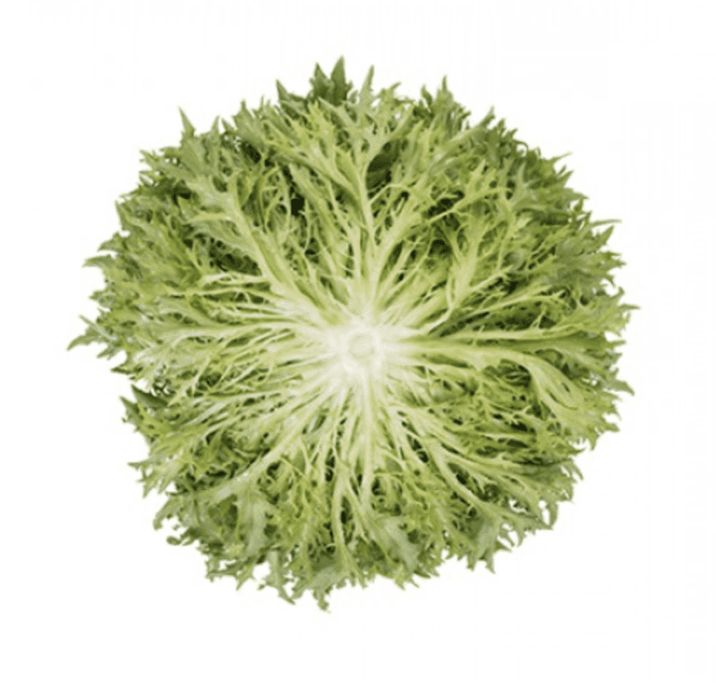 excipio-rz-primed-green-incised-leaf-frisee-seed