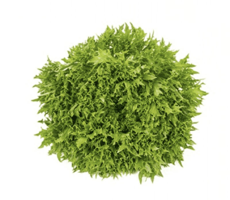 excipio-rz-primed-green-incised-leaf-frisee-seed
