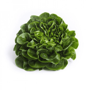 gibbard-rz-primed-multi-leaf-green-butterhead-seed