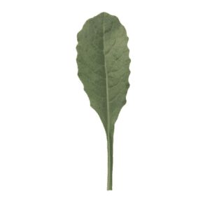 Toscano | Baby Leaf Kale Seed