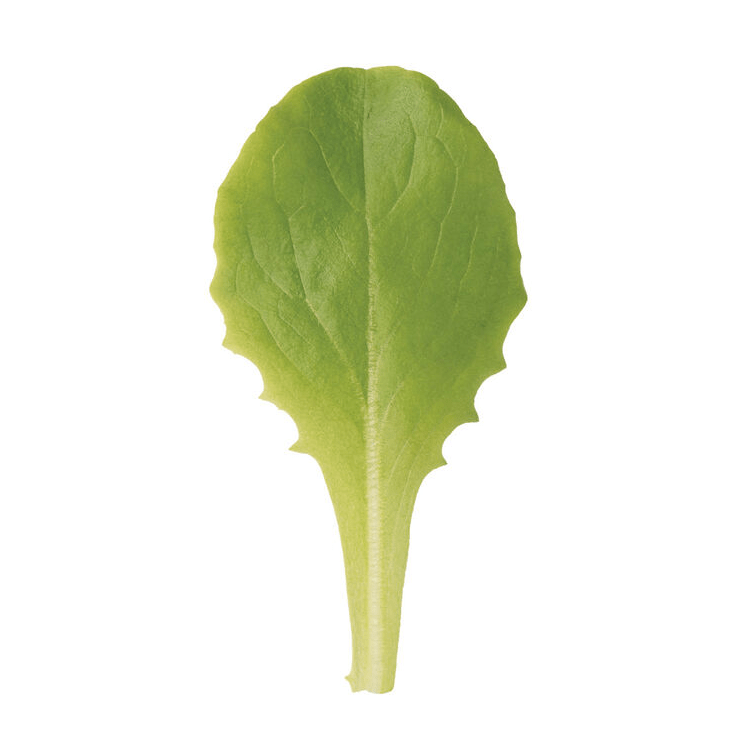 buttercrunch-organic-bibb-lettuce-seed