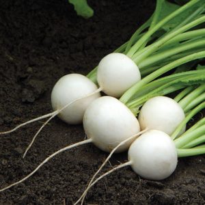 hakurei-f1-turnip-seed