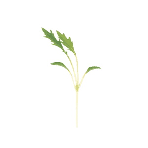 mizuna-mustard-microgreen-seed