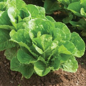 parris-island-organic-cos-lettuce-seed