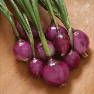 purplette-onion-seed