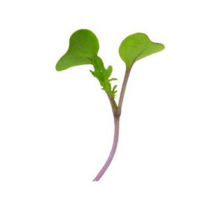red-russian-kale-microgreen-seed