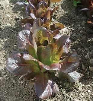 rouge-dhiver-organic-cos-lettuce-seed