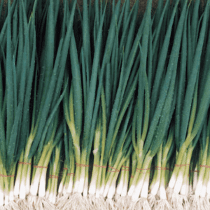 paragon-straight-leaf-spring-onion-seed