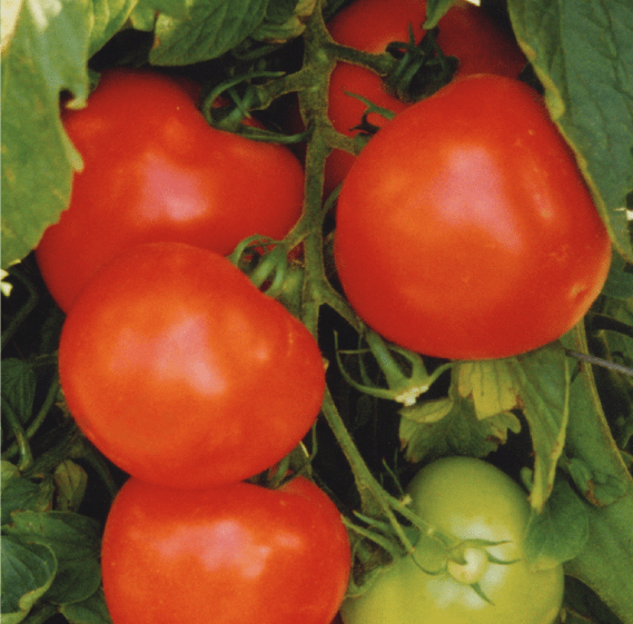 Thunder | F1 Indeterminate Field Tomato Seed