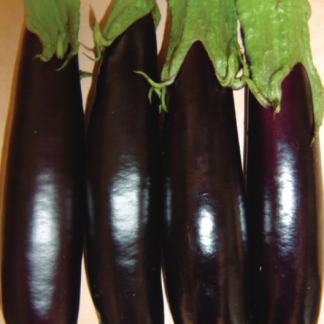 Midnight | F1 Lebanese Eggplant