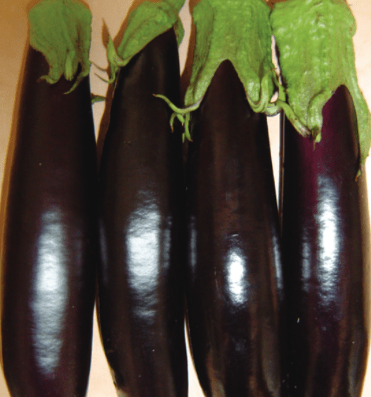 Midnight | F1 Lebanese Eggplant