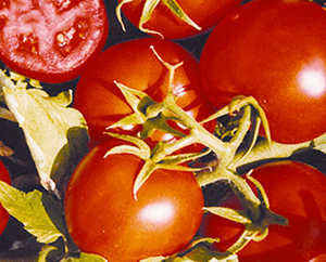 Rebel | F1 Determinate Field Tomato Seed