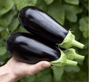 Monarca | F1 Large Eggplant