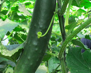 corinto-f1-slicer-hothouse-cucumber