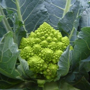 puntoverde-rz-f1-romanesco-cauliflower-seed