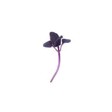 purple-basil-microgreens-seed