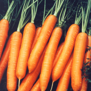 supabunch-carrot-seed