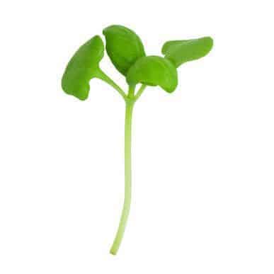 basil-microgreens-seed