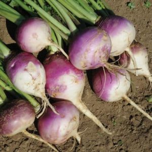 Forage Mangles | Turnip Seed