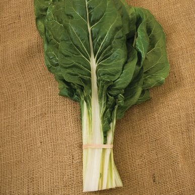 fordhook-giant-organic-silverbeet-seed