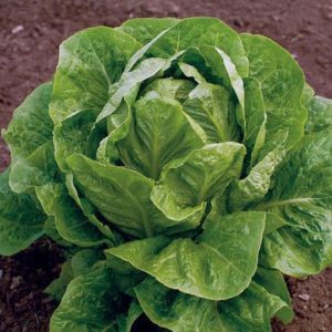 Jericho | Organic Cos Lettuce Seed