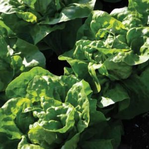 adriana-butterhead-pelleted-organic-lettuce-seed