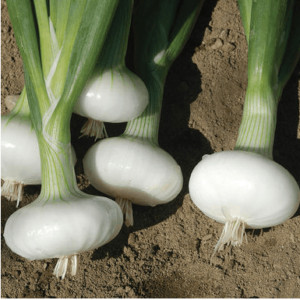 cipollini-italian-style-onion-seed