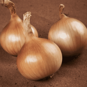 early-creamgold-f1-onion-seed