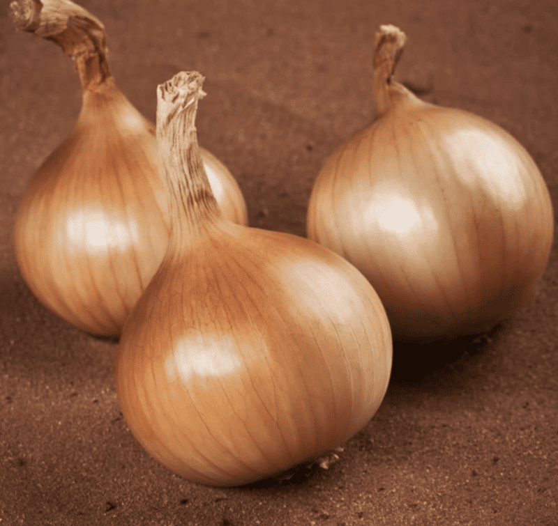 early-creamgold-f1-onion-seed