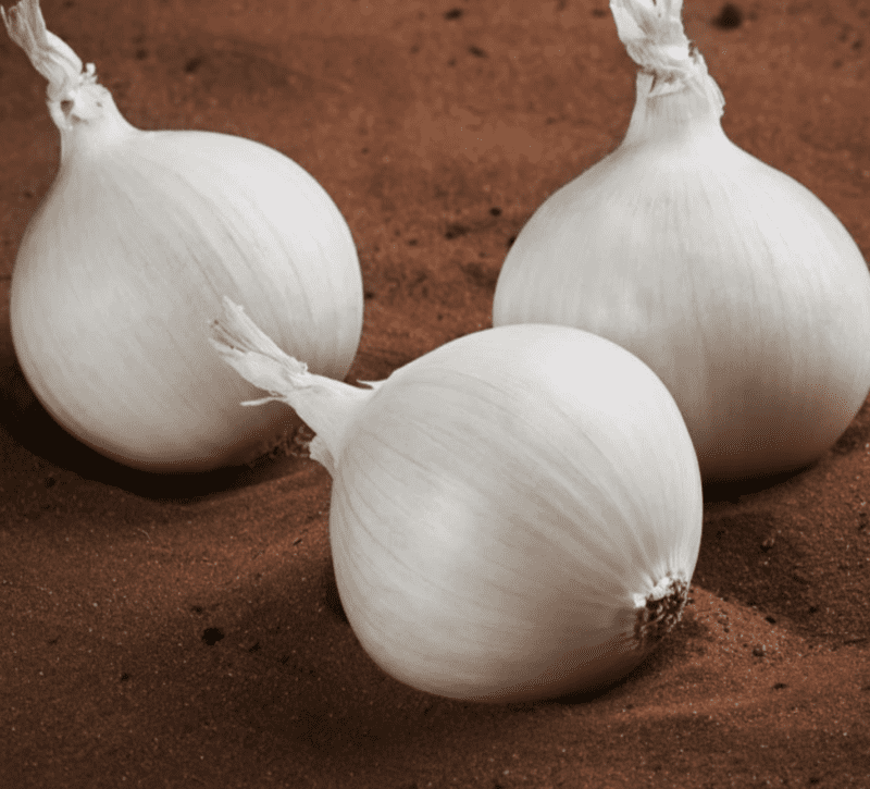 early-white-spanish-onion-seed