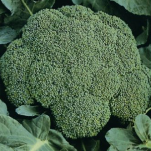 de cicco overwintering heirloom broccoli