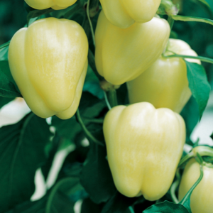 bianca-f1-capsicum-seed.