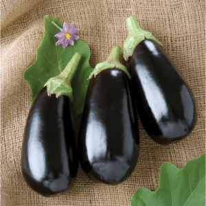 nadia-f1-italian-eggplant-seed