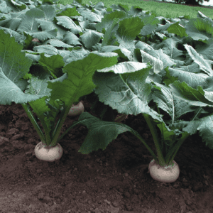 tokyo-white-cross-f1-turnip-seed