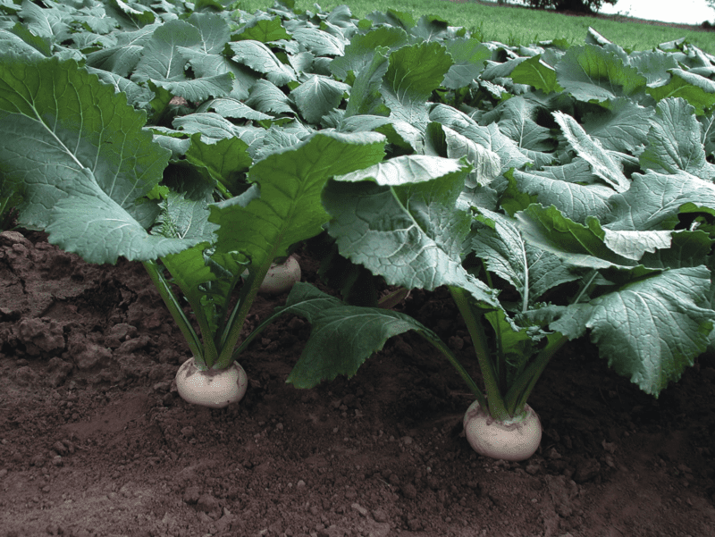 tokyo-white-cross-f1-turnip-seed