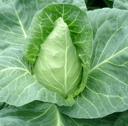 Teama | F1 Pointed Cabbage Seed