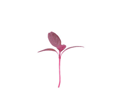 garnet red amaranth
