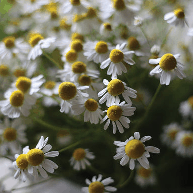 Common Chamomile | Herb Seed