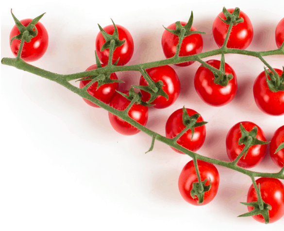 moscatel-rz-f1-cherry-tomato-seed