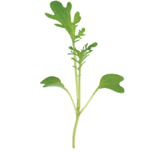 mustard-green-microgreen-seed