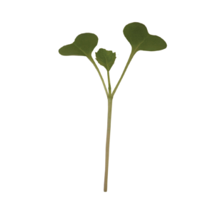 broccoli-microgreen-seed