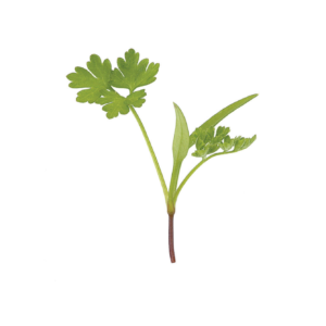 chervil-microgreen-seed
