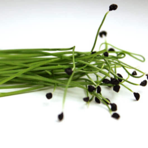 garlic-chives-microgreen-seed