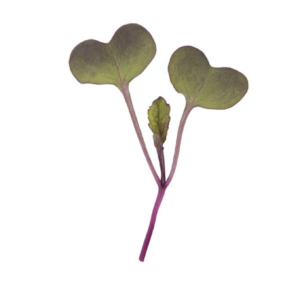 radish-sango-microgreen-seed
