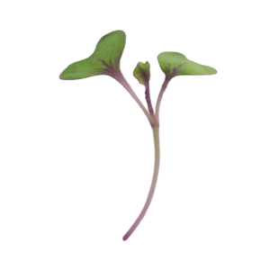 red-cabbage-microgreen-seed