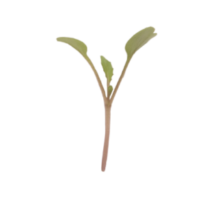 rocket-microgreen-seed