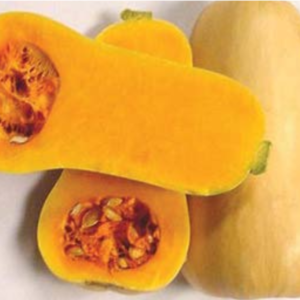butternut-large-pumpkin-seed