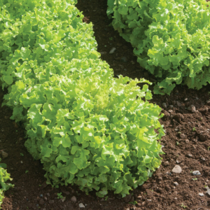 green-saladbowl-organic-oakleaf-lettuce-seed