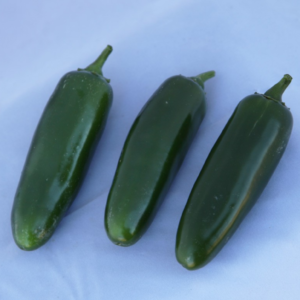 jedi-f1-jalapeno-chilli-seed
