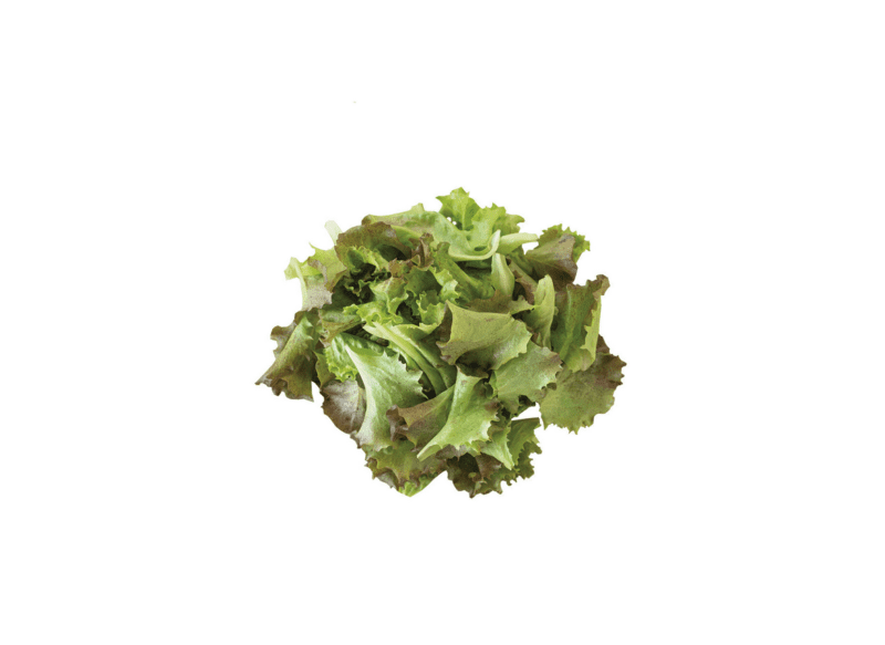 red-sails-organic-lettuce-seed